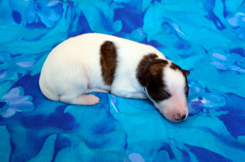 Surf Spots - Boy 1 Right